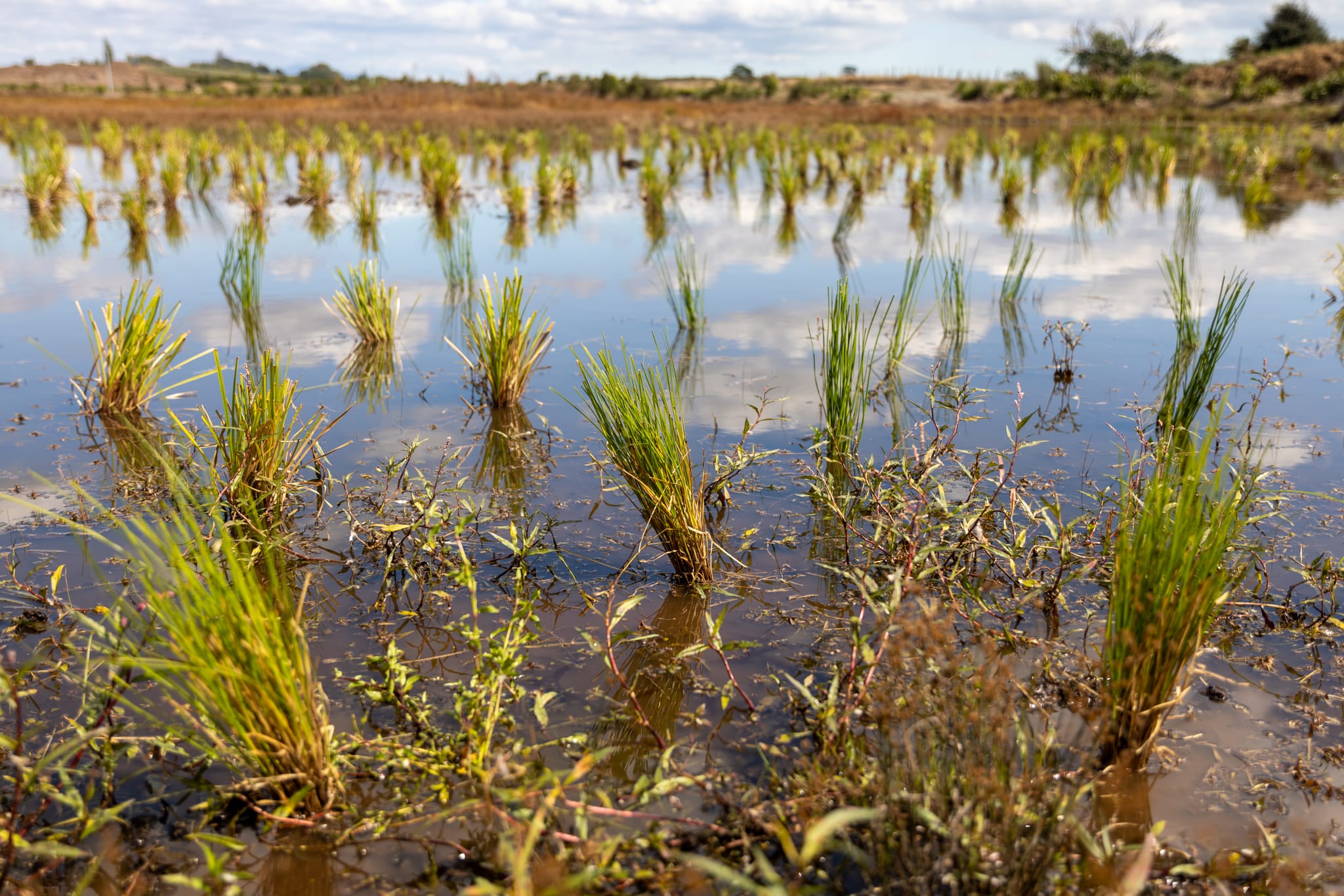 header image of water plants by Native Solutions offering forestry planning and weed control in Canterbury New Zealand