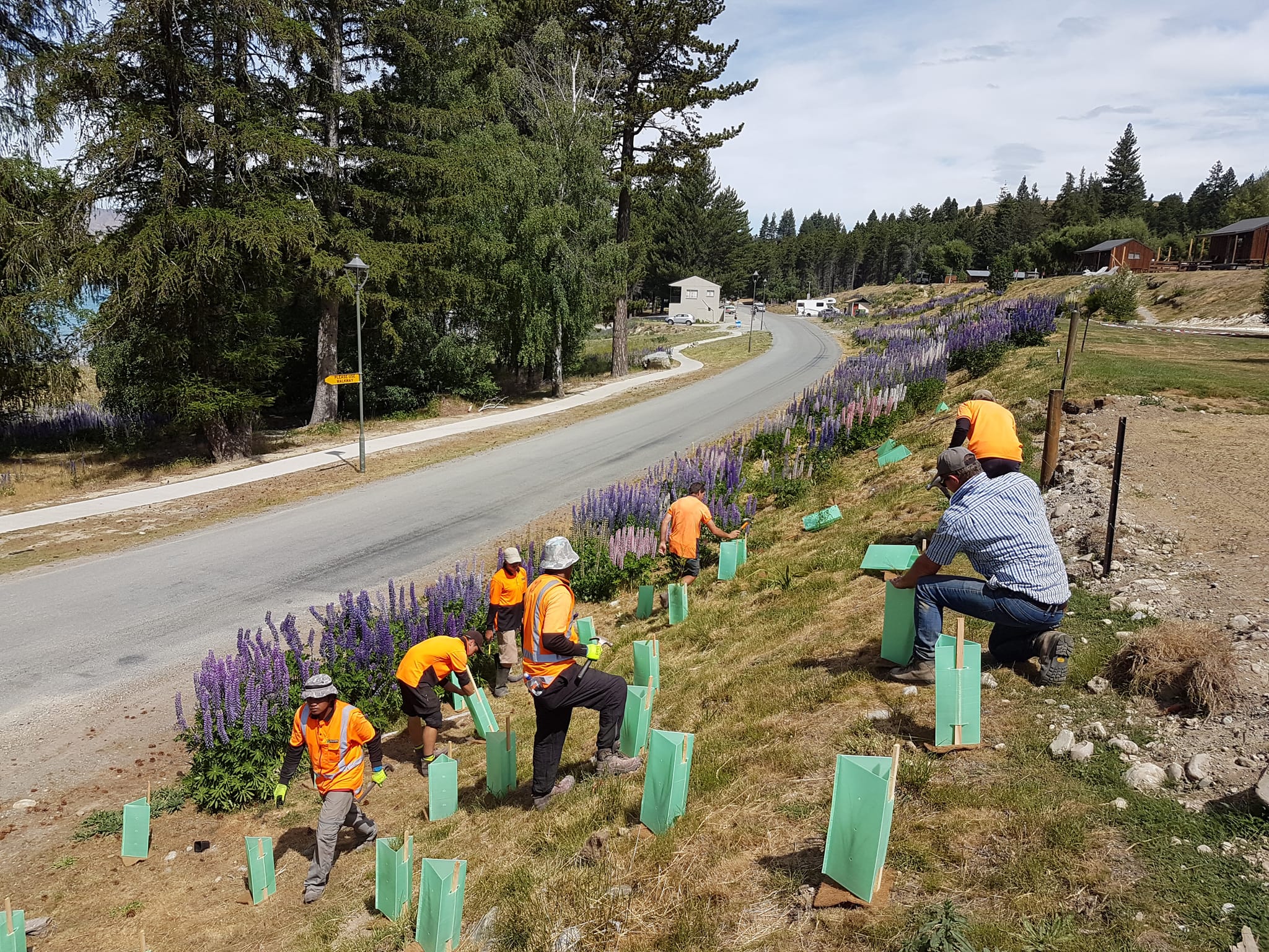 Native Solutions team conducting erosion control and native planting on a hillside in Canterbury, South Island