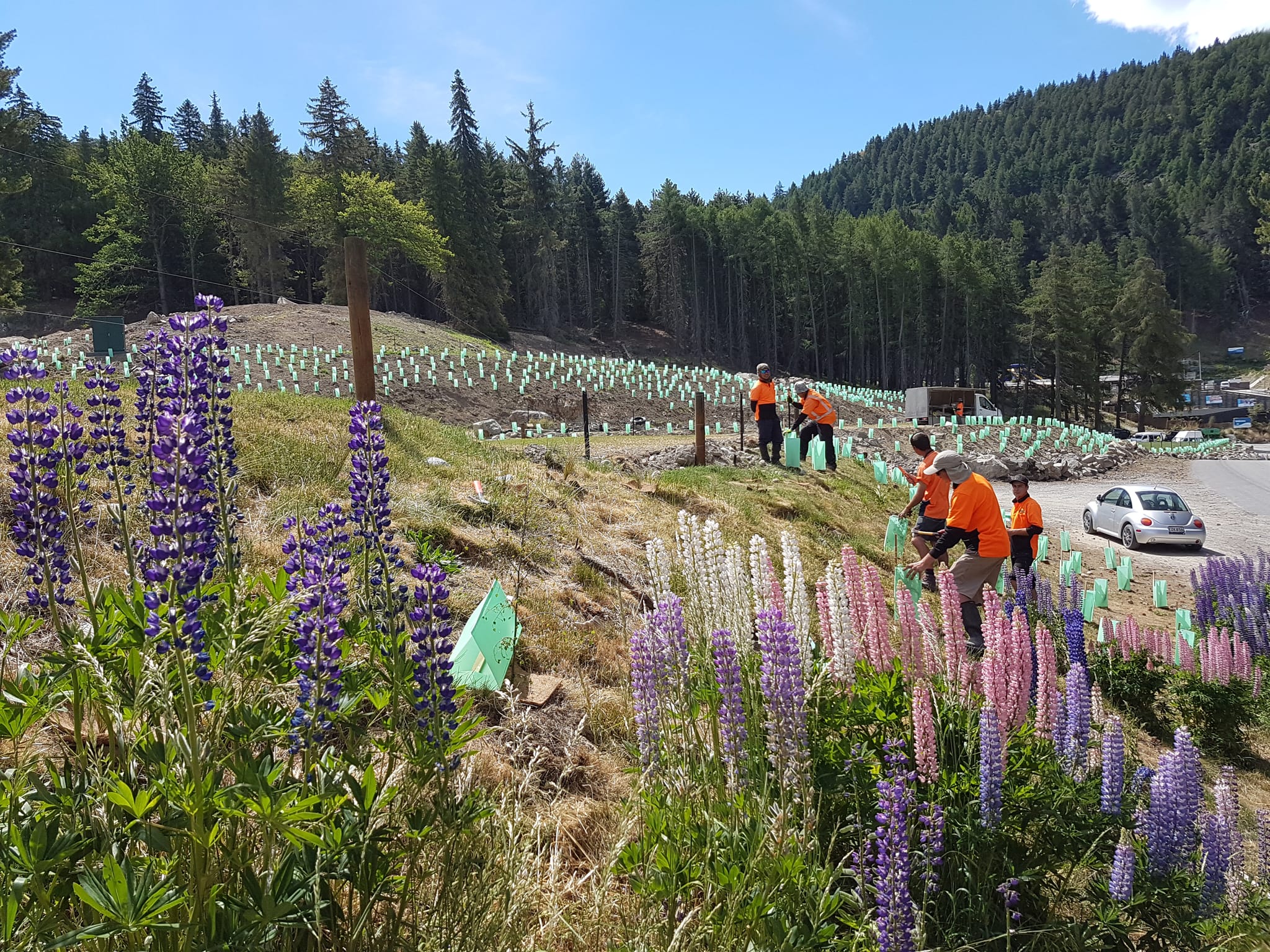 Native Solutions team conducting mitigation planning and weed control solutions in Canterbury, Otago, Queenstown, and Manawatu