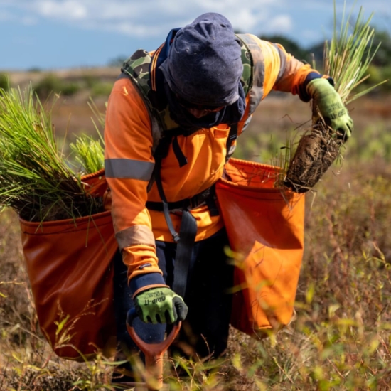 Native Solutions team member implementing silvicultural practices and native planting in Canterbury, Greater Christchurch, Hawkes Bay, and Gisborne