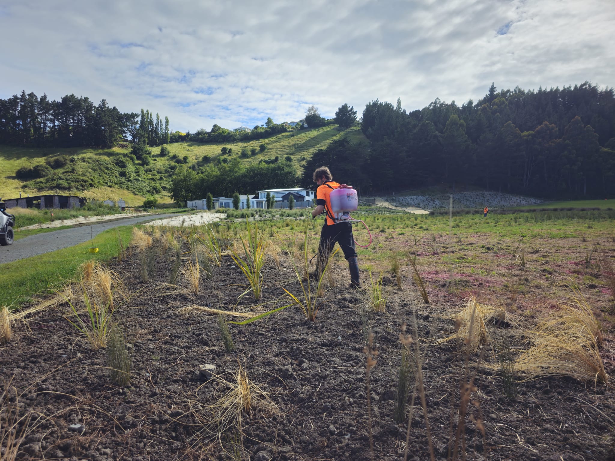 Skilled Native Solutions team member executing native planting and vegetation management in Canterbury, Greater Christchurch, Hawkes Bay, and Gisborne