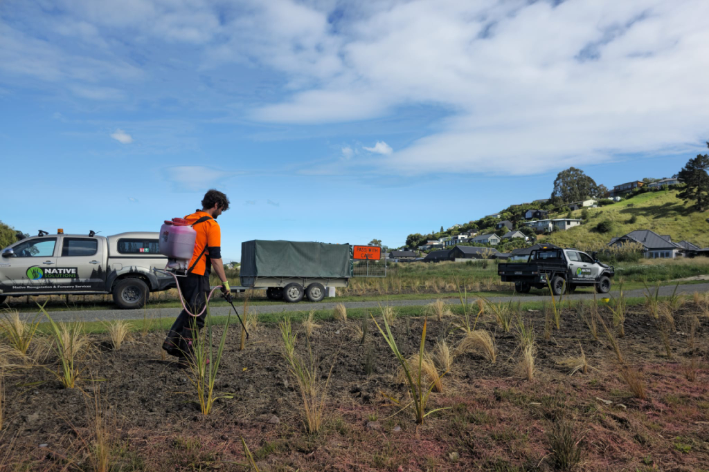Skilled Native Solutions team member executing native planting and vegetation management in Canterbury, Greater Christchurch, Hawkes Bay, and Gisborne