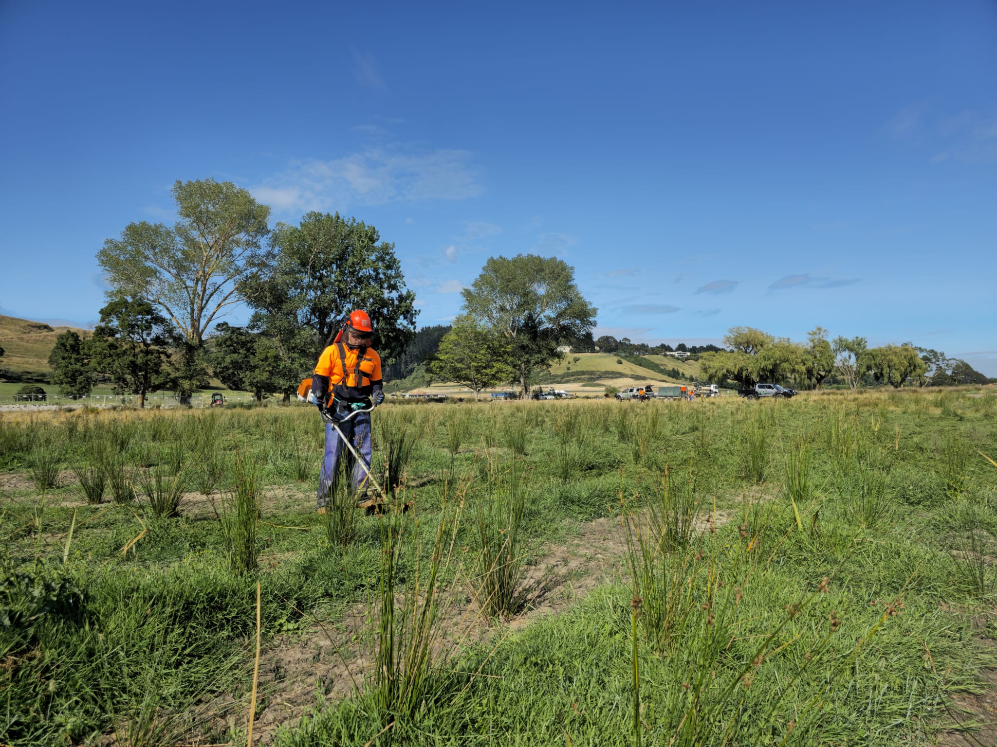 Skilled Native Solutions team member executing native planting and vegetation management in Canterbury, Greater Christchurch, Hawkes Bay, and Gisborne