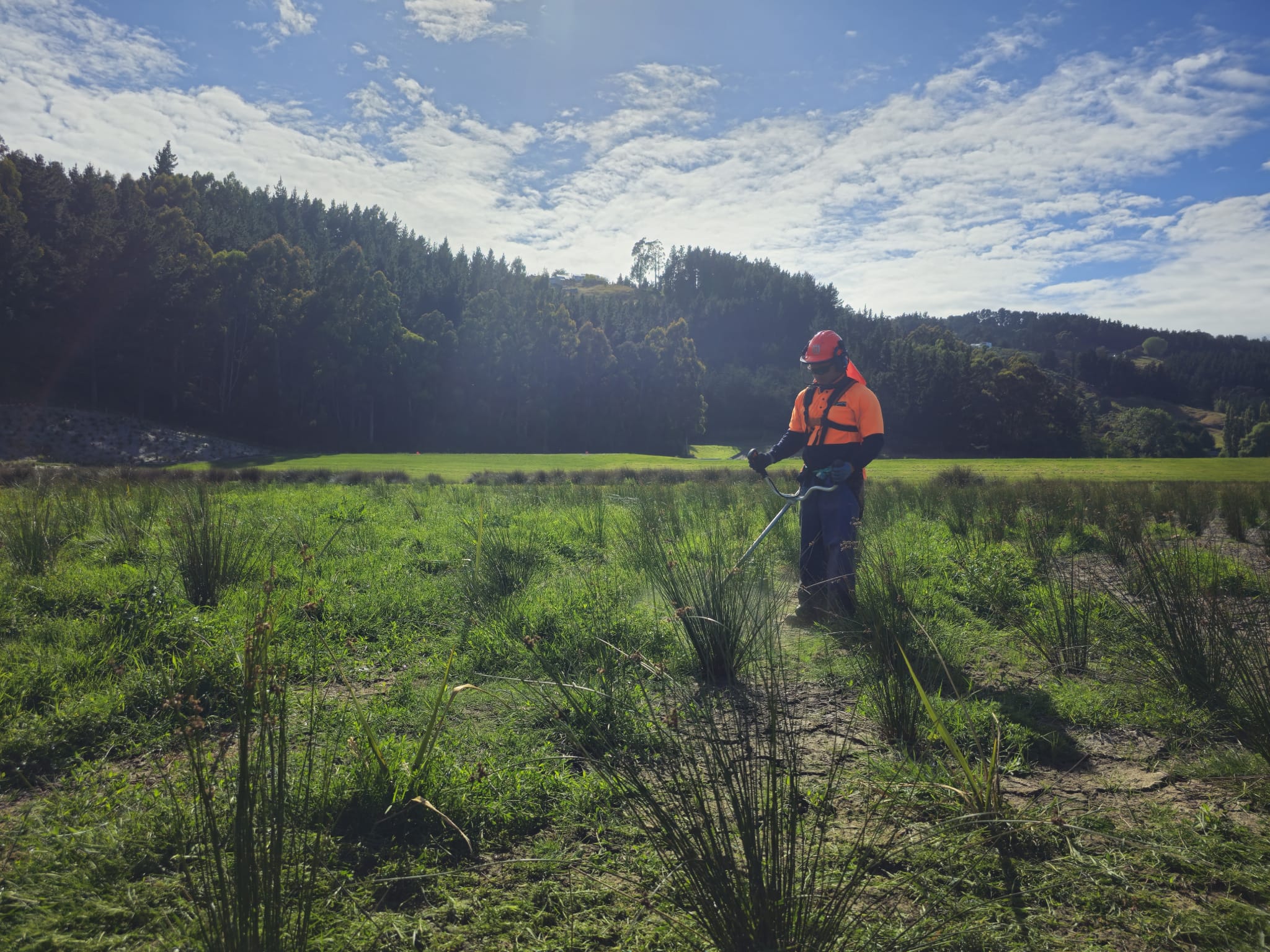 Skilled Native Solutions team member executing native planting and vegetation management in Canterbury, Greater Christchurch, Hawkes Bay, and Gisborne