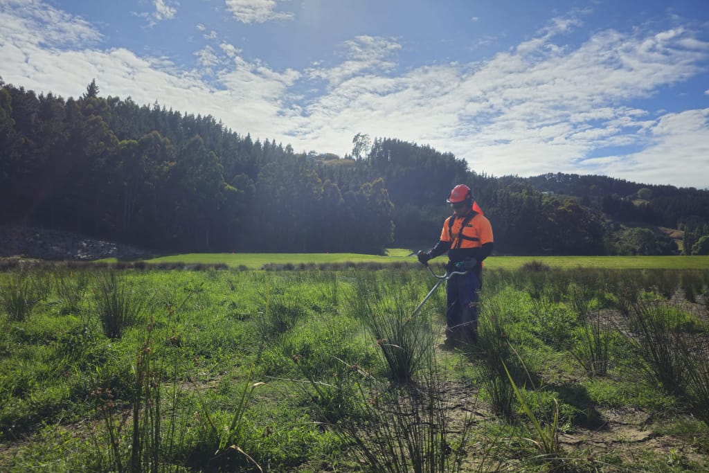 Skilled Native Solutions team member executing native planting and vegetation management in Canterbury, Greater Christchurch, Hawkes Bay, and Gisborne